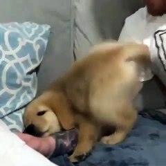 Quand un chiot essaie de trouver une position confortable pour dormir. Marrant !