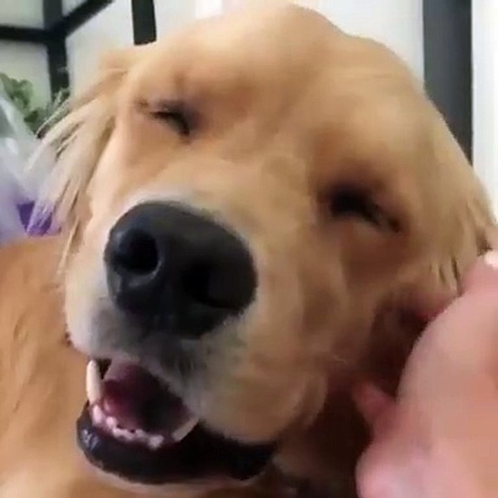 Ce golden retriever aime qu’on lui gratte les oreilles. Regardez sa réaction !