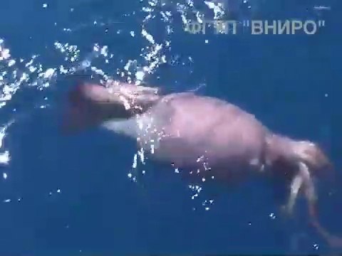 Un monstre marin géant surgit du fond des océans