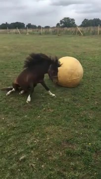 Ce poney s'amuse comme un fou avec son gros ballon