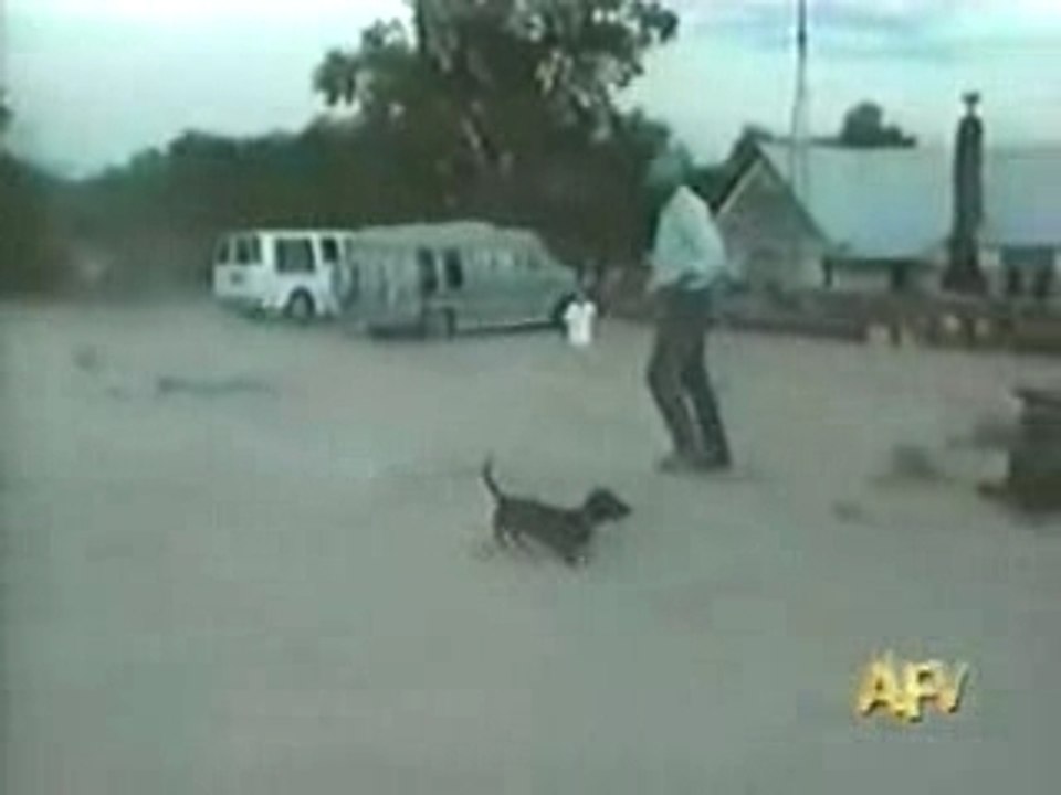 pas froid a la truffe le chienchien