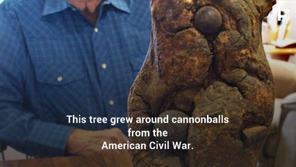 These Hungry Trees Will Eat Whatever Stands In Their Way