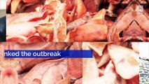 Salmonella Warning Issued for Pig Ear Dog Treats
