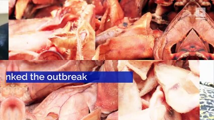 Salmonella Warning Issued for Pig Ear Dog Treats