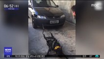 [투데이 영상] 차도 끄는 괴력의 강아지