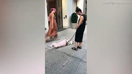 Hilarious moment dog laying on it's back and refusing to walk