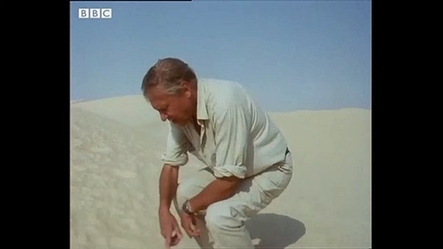 How Ants Use The Sun to Find Food - Trials of Life - BBC Earth