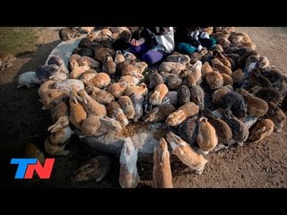 Okunoshima: la isla de los conejos