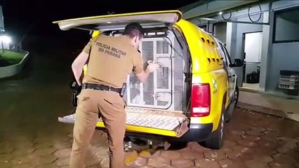 Mulher é detida com 10 quilos de maconha que seriam entregues em Cascavel