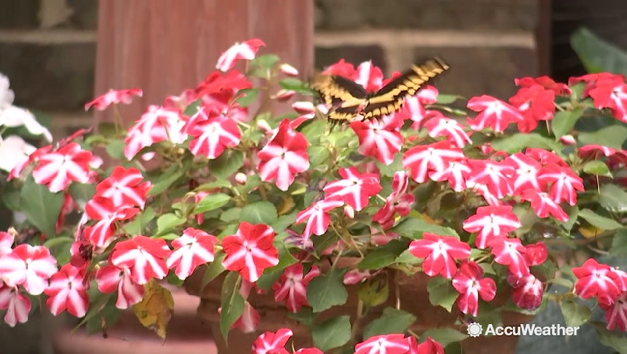 Flight of the swallowtails