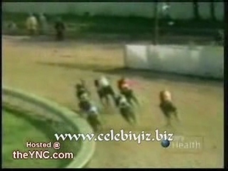 cheval contre cheval