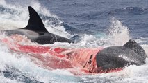 Killer Whale Attacks and Kills Seal - Battle Bloody Undersea