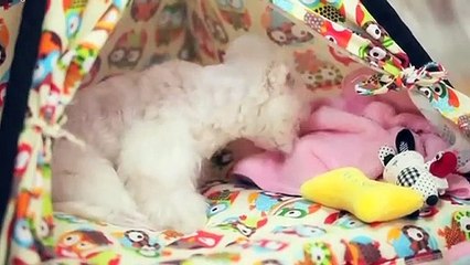 아산출장안마 -후불100%ョØ1ØM2997M5327｛카톡KC789｝ 아산전지역출장안마 아산오피걸 아산출장마사지 아산안마 아산출장마사지 아산콜걸샵≒≧㍖