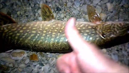 Tải video: MCH 152 NICE CATCH NIGHT FISHING GLENIFFER LAKE ALBERTA CANADA.GOTTA TO CATCH THEM ALL.