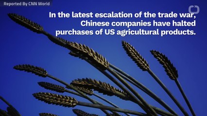 Chinese Companies Are Halting Purchase Of US Agriculture Products