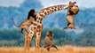 Lion Video National Geographic -  Lion Kills Giraffe, Lion Vs Giraffe