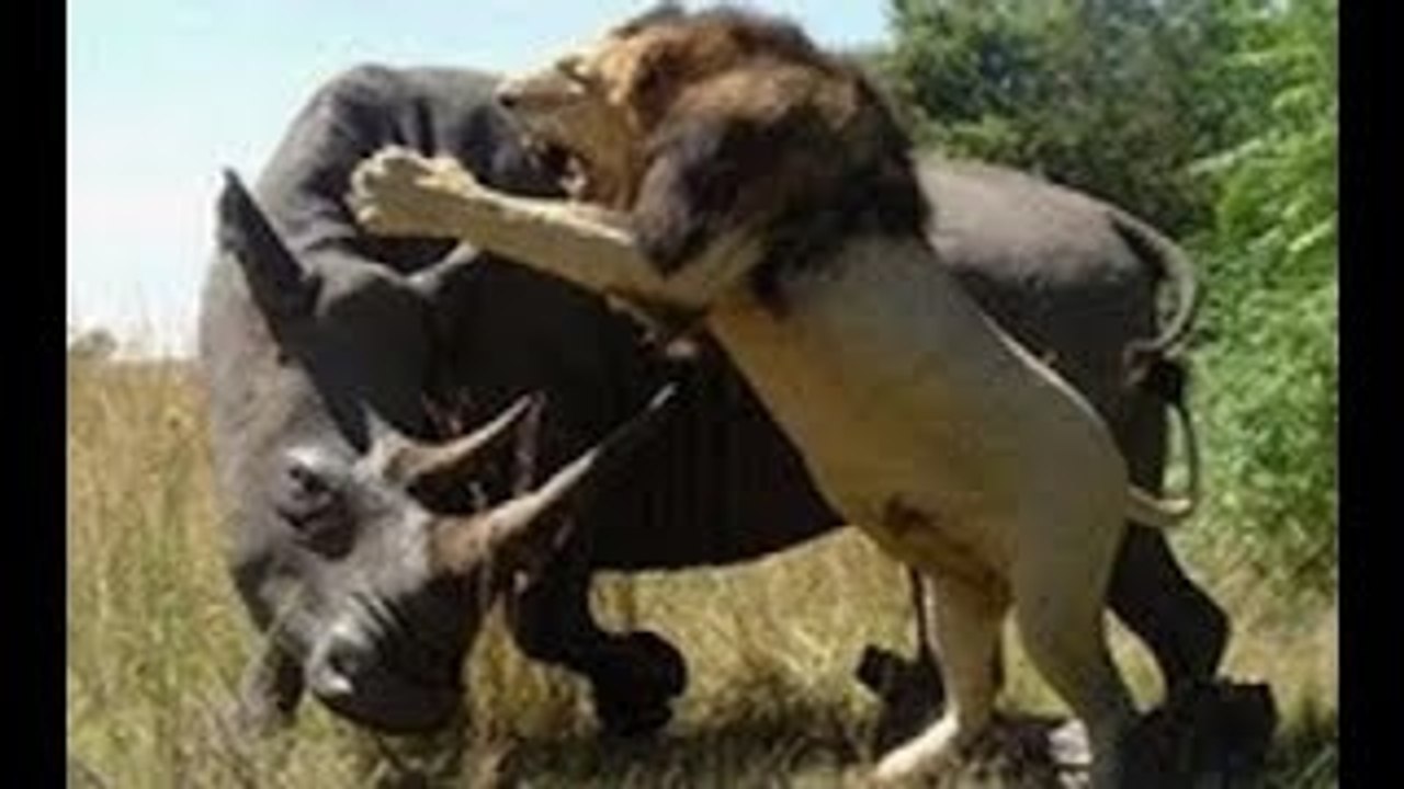 Lion vs Rhino - Buffalo vs Rhino - Real Fight Wild Animal Attacks - video  dailymotion