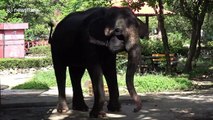 'Mistreated' elephants perform for tourists at 'controversial' Thai zoo