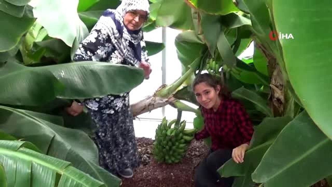 Kazdağı eteklerinde ilk kez ticari ürün olarak muz yetiştirildi