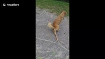 Crafty Thai dog fakes injury