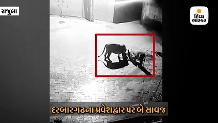 કાતર ગામે 2 સાવજે પશુનું મારણ કરી મિજબાની માણી, CCTVમાં કેદ