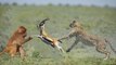 Amazing Baboons Attacking the Cheetah to Save Gazelle  -  Wild Animal Attacks