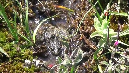 - Rana Tavansensis kurbağası için Denizli'de seferberlik ilan edildi