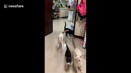 Excited cats come running for dinner in Taiwan