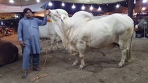 Cow Mandi 2019 -  HEAVIEST BULLS VIDEO - BAKRA MANDI PAKISTAN - COW MANDI PAKISTAN