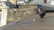 Staring down a seagull will stop it from stealing your food, scientists claim