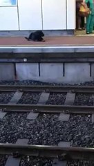 Dogs at Chichester Metro station platform
