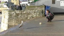 SWNS - Staring down a seagull will stop it from stealing your food, scientists claim