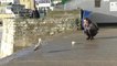 SWNS - Staring down a seagull will stop it from stealing your food, scientists claim