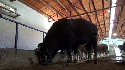 2. el araba parasına kurbanlık tosun