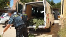 Cinco personas detenidas tras incautar una tonelada de plantas de marihuana