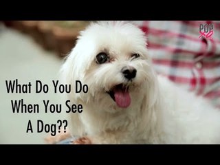 #SoFunny: What Do You Do When You See A Dog - POPxo