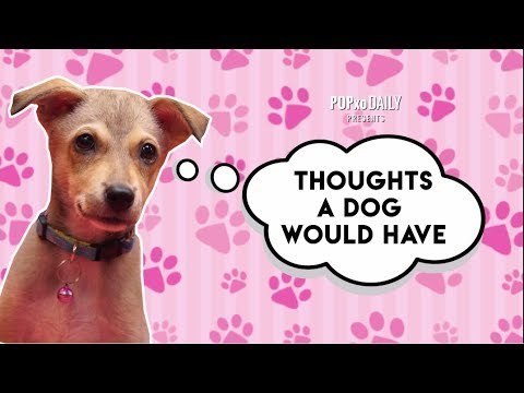 Thoughts A Dog Would Have - POPxo