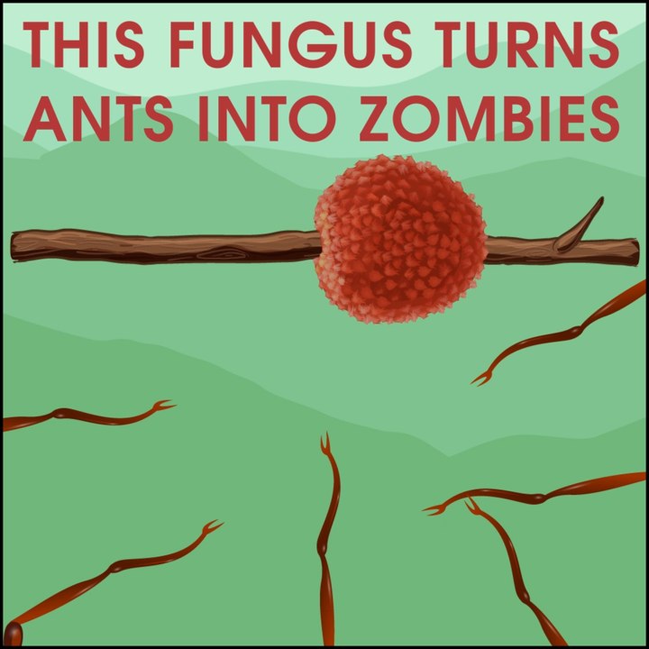 Zombie Ant Fungus