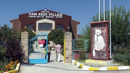 Van'ın 'Nazlı' kedisi 10 yavru doğurdu - VAN