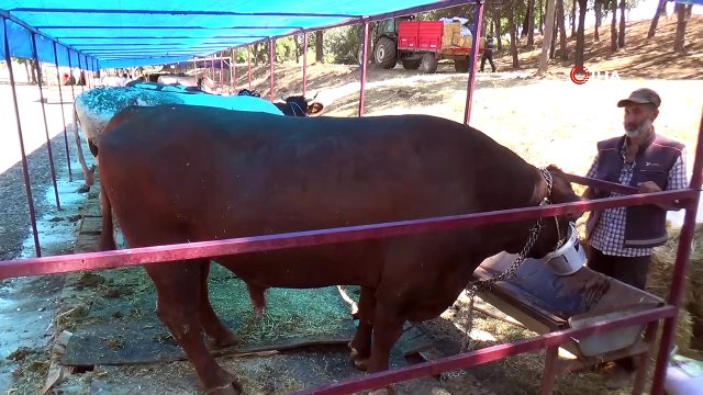 Bir buçuk tonluk boğa 30 bin liraya alıcısını bekliyor