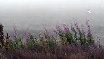 Ardahan'da yoğun sis