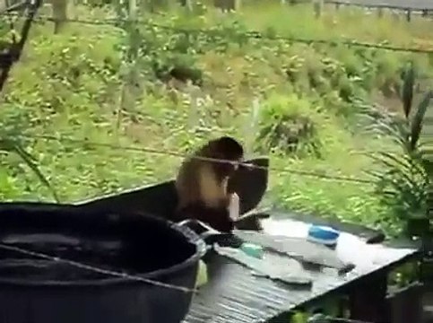 కోతి పనులు చేయకురా వెధవ.. బట్టలుతికే కోతిని చూస్తే ఇకపై అలా అనరేమో (వీడియో)