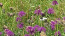 Painted lady butterflies at Marsden Old Quarry