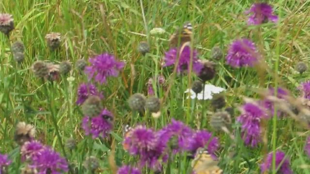 Painted lady butterflies at Marsden Old Quarry