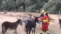 Burros bomberos para combatir los incendios forestales