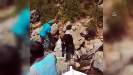 Adaya terk edilen eşek bulundu - MUĞLA