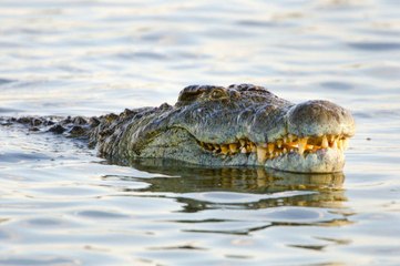 10 cosas que los animales pueden hacer y no sabíamos.