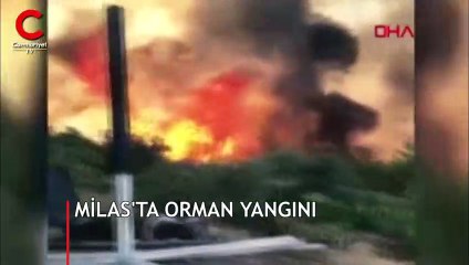 Milas'ta orman yangını!