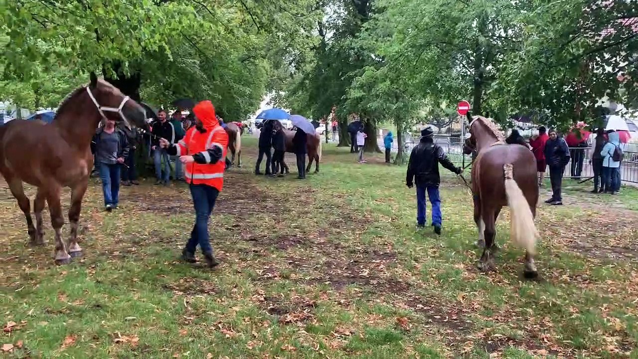 Les plus beaux chevaux comtois du secteur réunis à Blamont