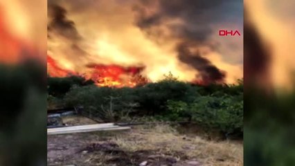 MUĞLA Bodrum'da ormanlık alanda yangın